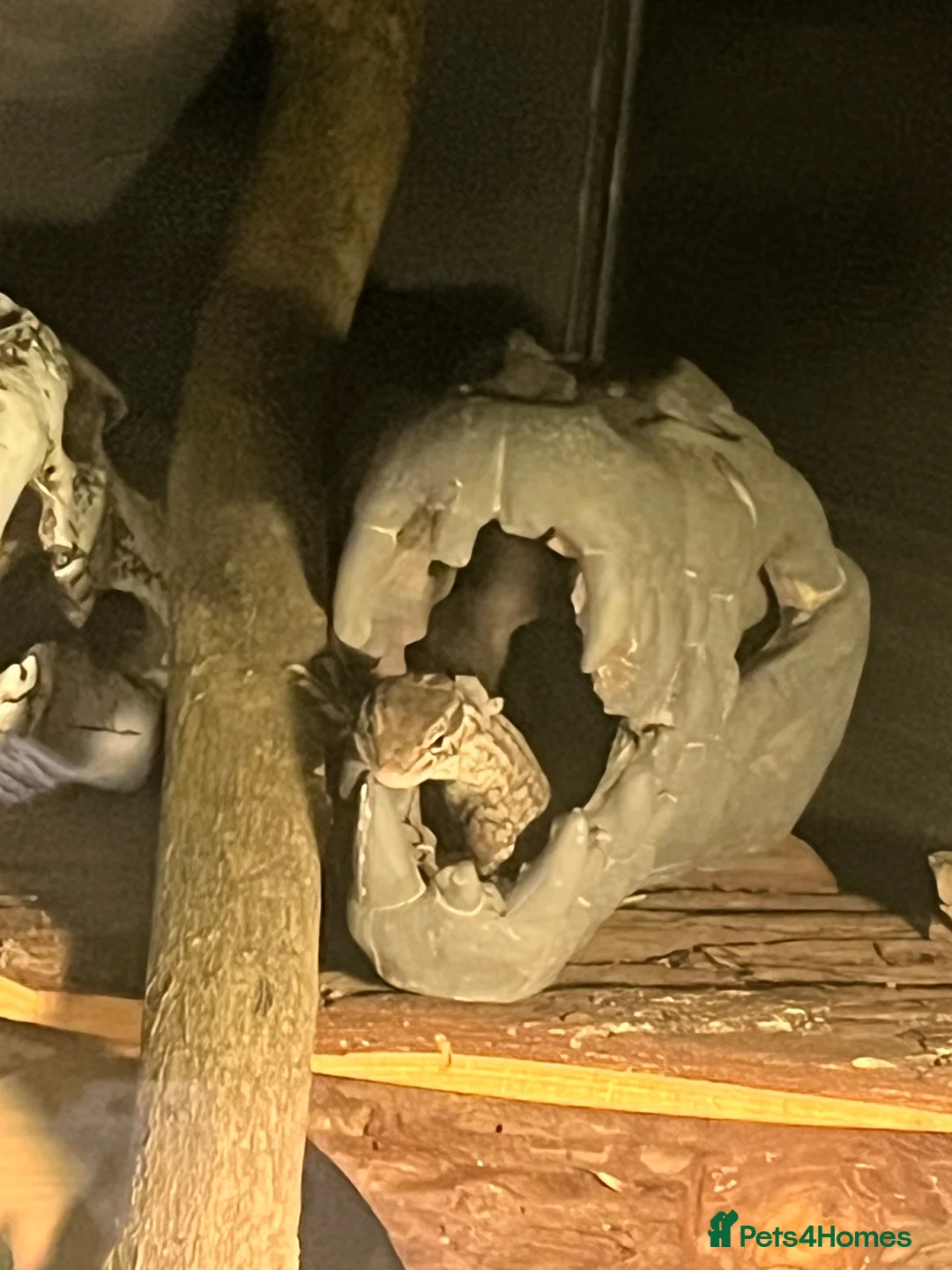 Monitor reptiles for sale: Ackie monitor  in Dudley - Advert 6