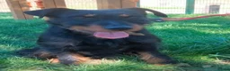 Jagdterrier dogs for adoption: Gorgeous young terrier in Matlock - Advert 3