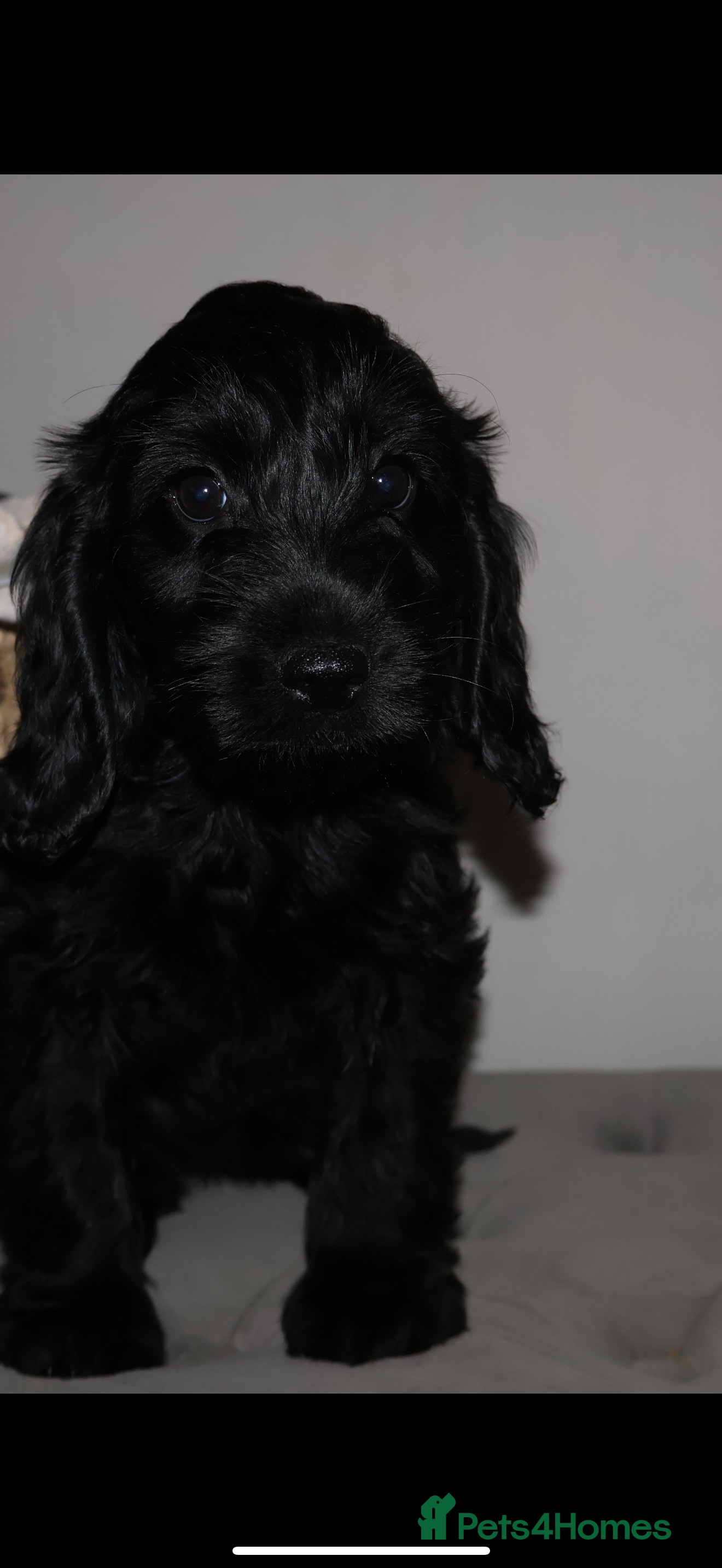 Cockapoo dogs outstanding cockapoo puppy’s available  - Advert 1