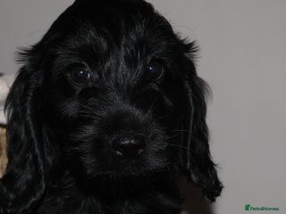 Cockapoo dogs outstanding cockapoo puppy’s available - Advert 1
