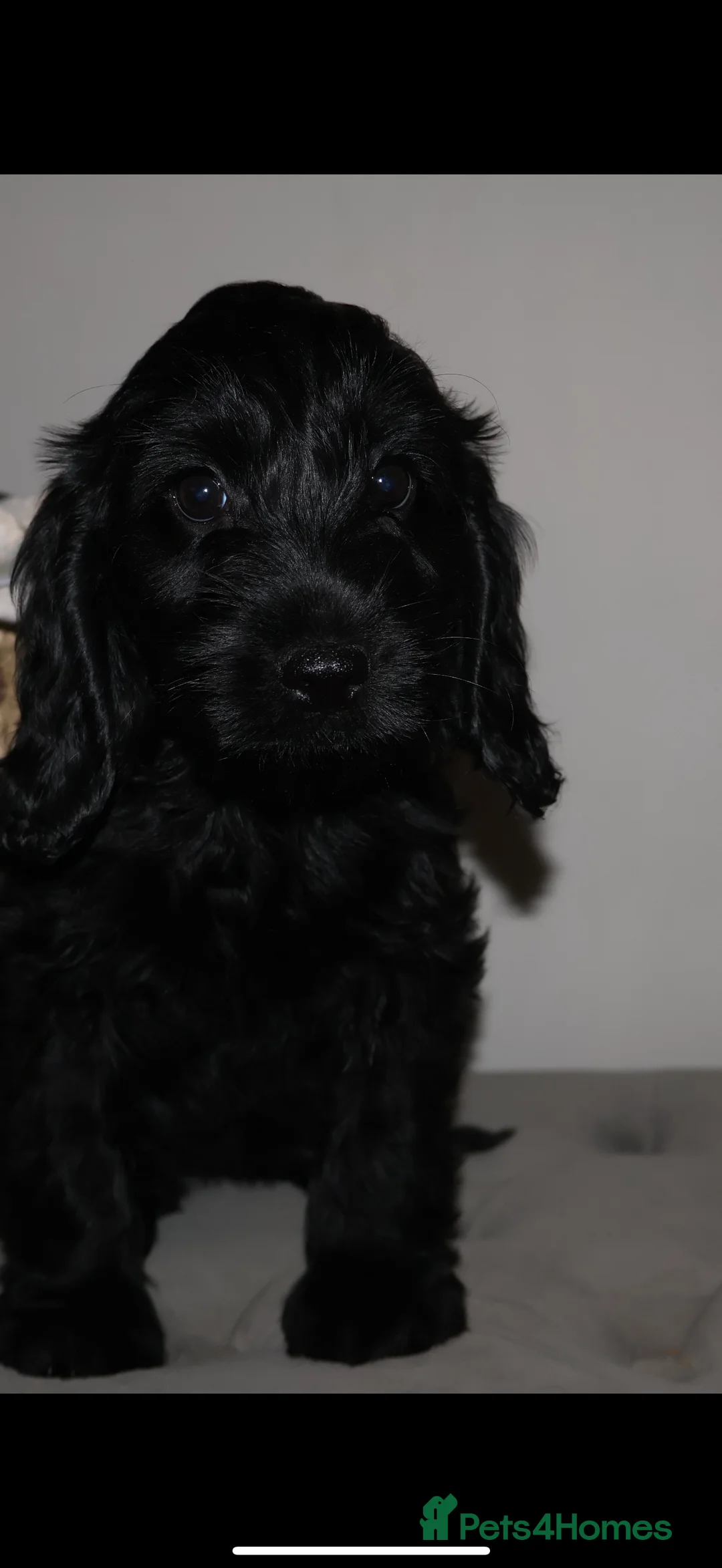 Cockapoo dogs for sale: outstanding cockapoo puppy’s available  - Advert 1