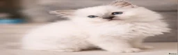 Ragdoll cats for sale: Lilac ragdoll males  - Advert 11