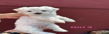 Bichon Frise 5