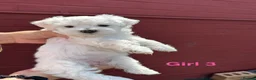 Bichon Frise dogs for sale:     🐶 6 Adorable Puppies Looking for a Home - Advert 24