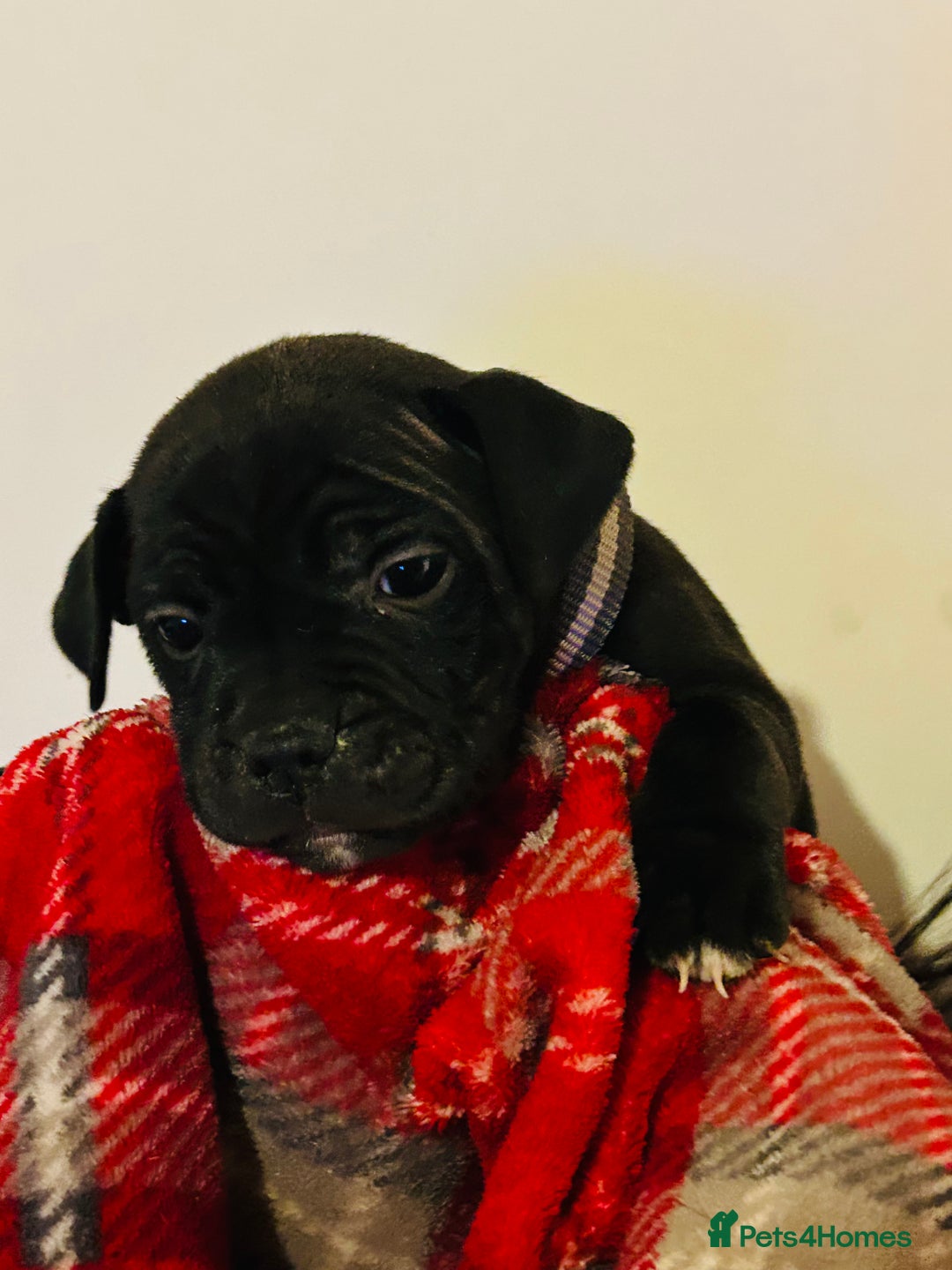 Staffordshire Bull Terrier dogs for sale: Beautiful litter of staff pups for sale  - Advert 3