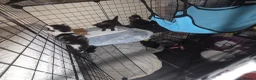Mixed Breed cats for sale: 8 kittens for homes 4 boys 3 girls - Advert 1
