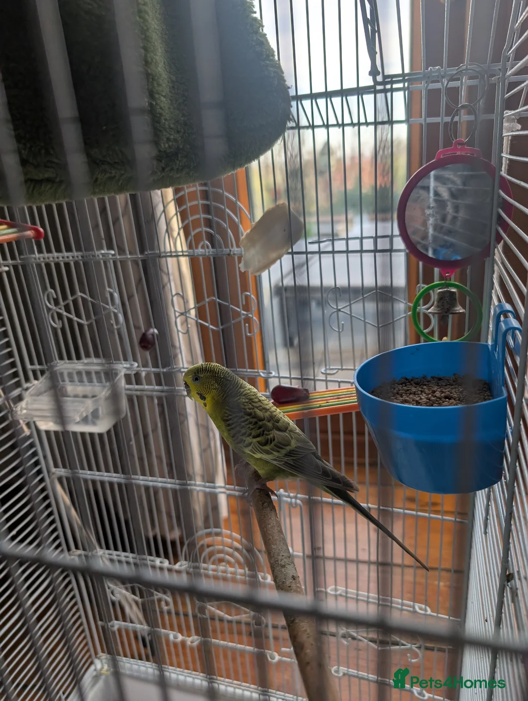 Budgerigars birds for sale: Female budgie  - Advert 2