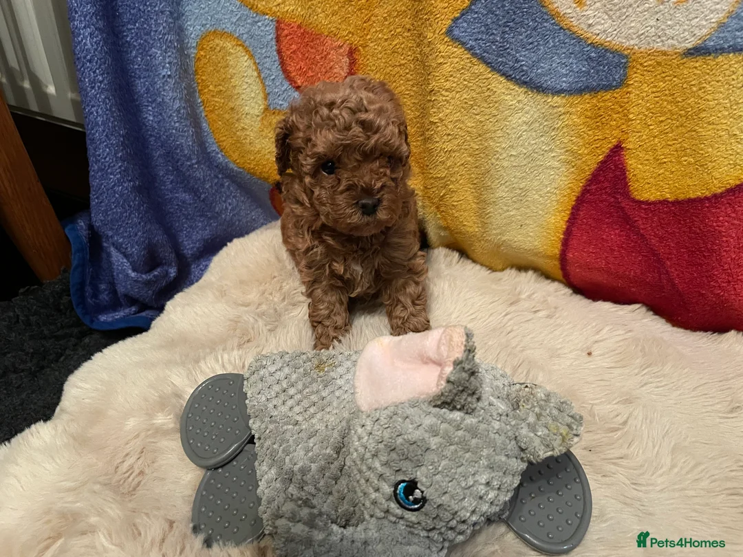 Toy Poodle dogs for sale: Gorgeous Red Toy Poodle Puppies  - Advert 5