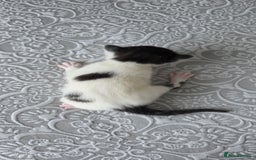 Domestic Shorthair cats for sale: A little of 5 beautiful kittens! - Advert 3