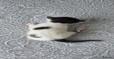 Domestic Shorthair cats A litter of 5 beautiful kittens! - Advert 12