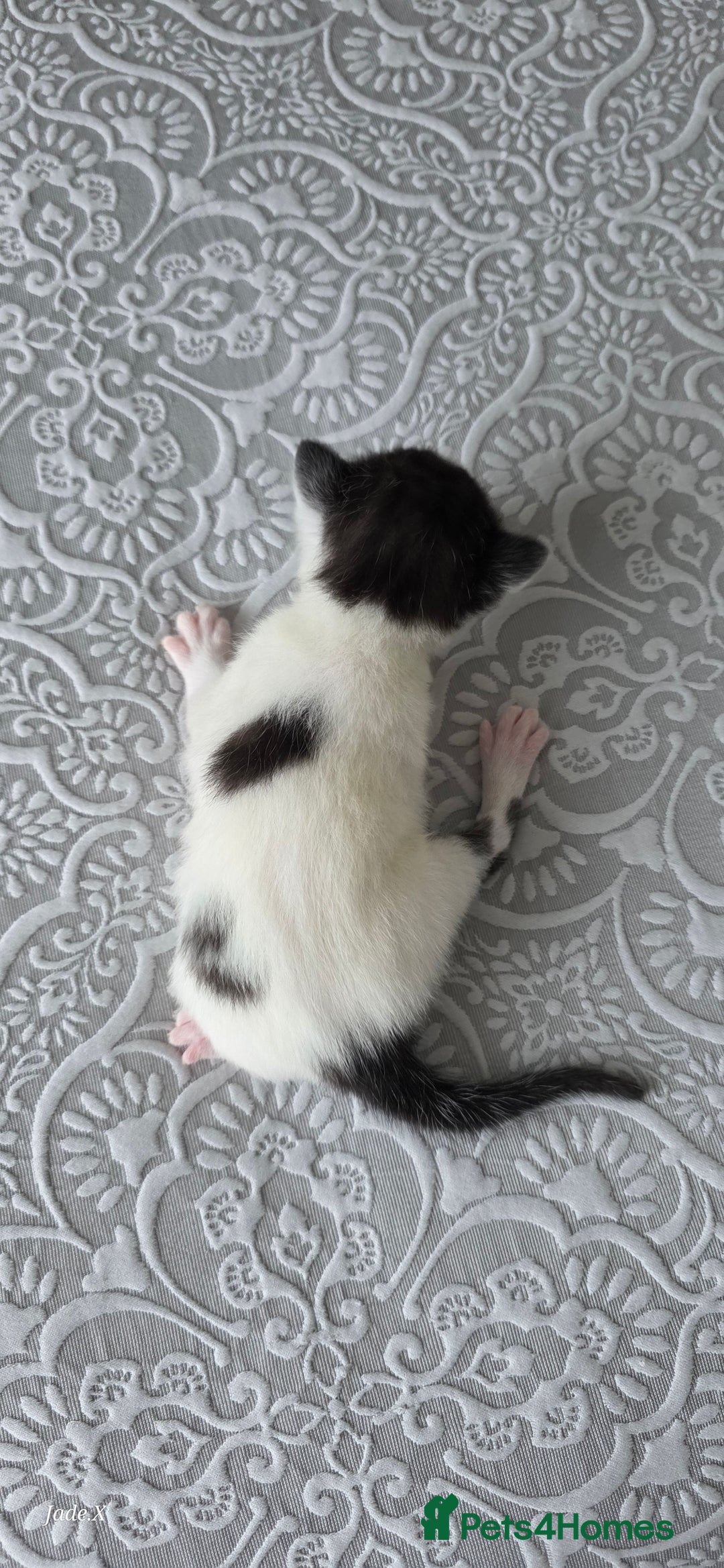 Domestic Shorthair cats for sale: A little of 5 beautiful kittens! - Advert 3