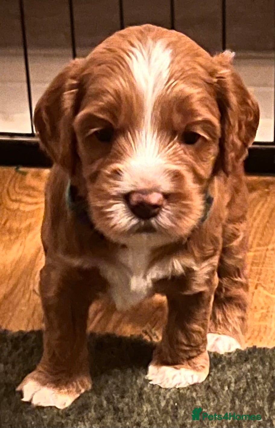 Australian Labradoodle dogs Tiny Tails,Big♥️Australian labradoodle - Advert 2