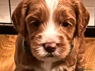 Australian Labradoodle dogs Tiny Tails,Big♥️Australian labradoodle - Advert 1