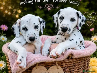 Dalmatian dogs 2 girls left. Harley, the enchanting half-Aussie - Advert 3