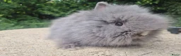 Angora rabbits for sale: ❤️STUNNING IMPORTED PARENTS- TEDDYDWERG BABIES❤️ - Advert 25