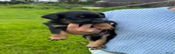 Huntaway dogs for sale: New Zealand Huntaway pups in Lochgilphead - Advert 3