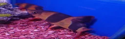 Other/Mixed Breed fish for sale: Manchester Pet's and Aquatics - Full Stock List - Advert 2