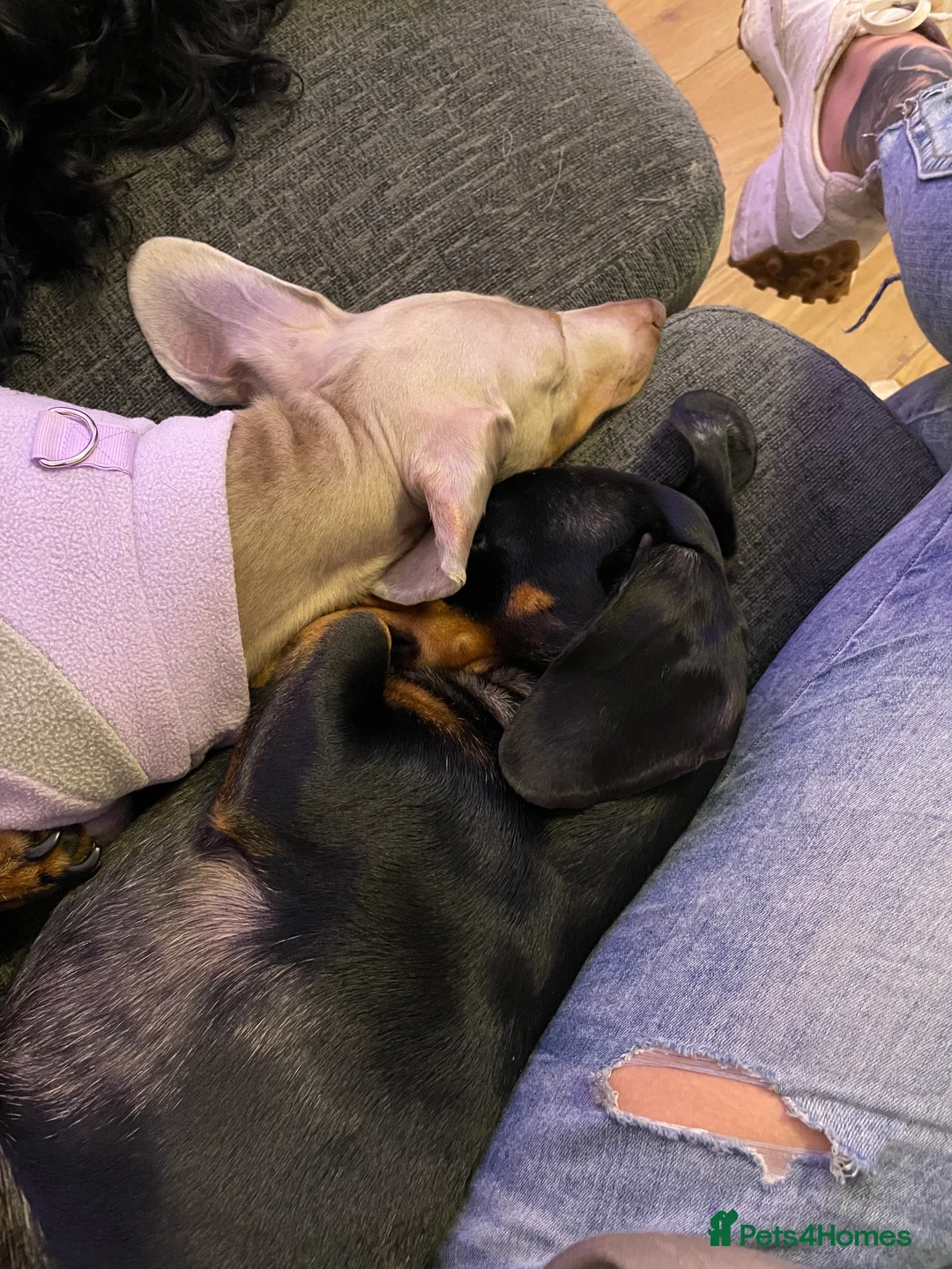 Dachshund dogs for sale: Earnie the 1 year old miniature dachshund - Advert 6