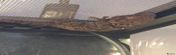Gecko reptiles for sale: Crocodile Gecko and Vivarium for sale £130 - Advert 1