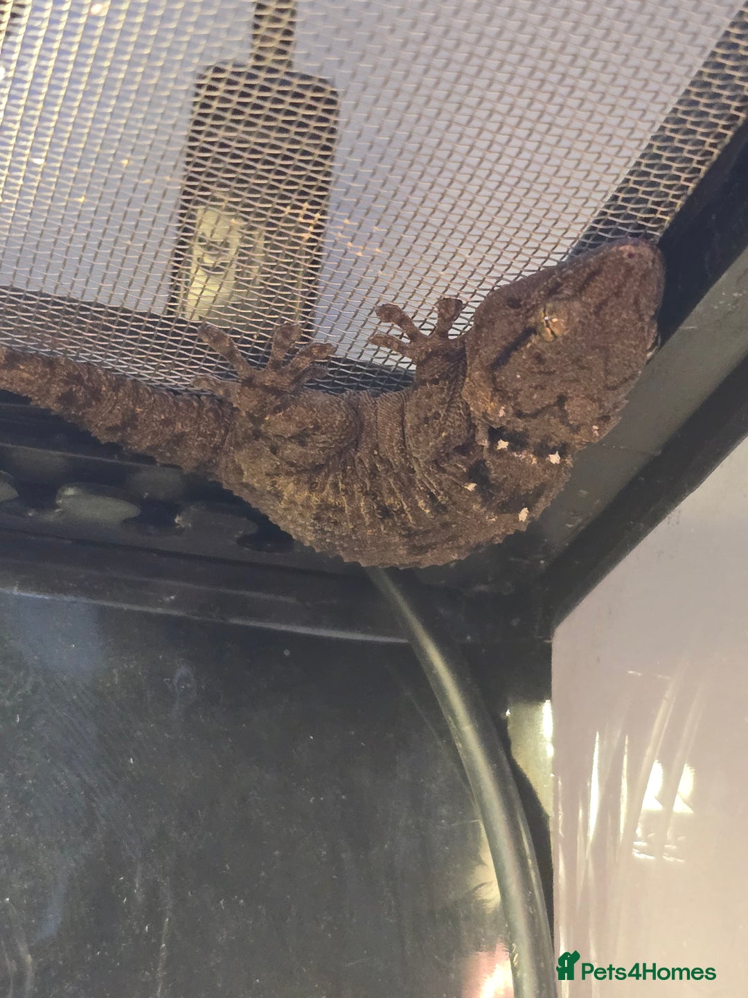 Gecko reptiles for sale: Crocodile Gecko and Vivarium for sale £130 - Advert 1