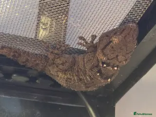 Gecko reptiles Crocodile Gecko and Vivarium for sale £130 - Advert 8