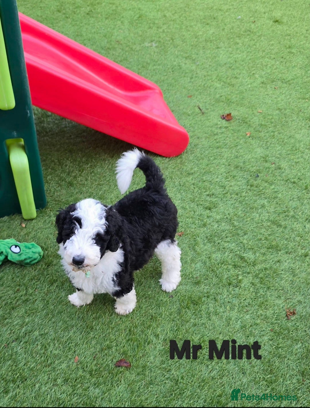 Sheepadoodle dogs for sale: Gorgeous Sheepadoodle litter - Advert 1