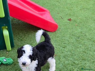 Sheepadoodle dogs Gorgeous Sheepadoodle litter - Advert 11