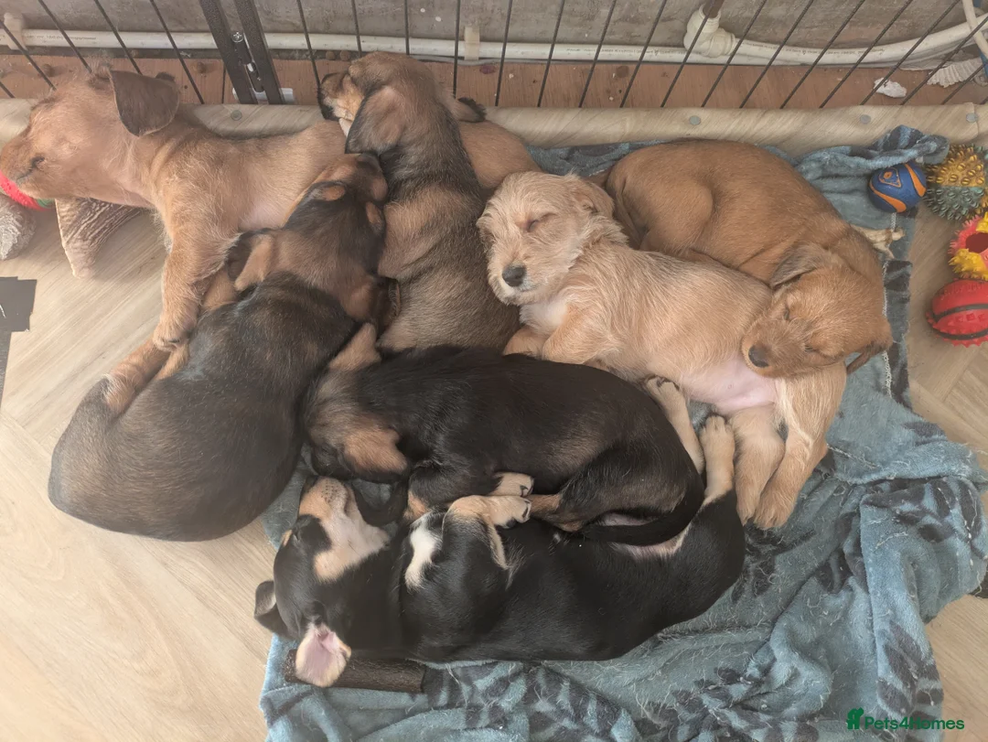 Dachshund dogs for sale: Wire Haired dachunds - Advert 7