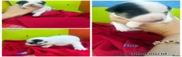 Jack Russell dogs for sale: Stunning jack Russell puppies  in Doncaster - Advert 5