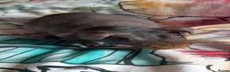 Guinea Pig rodents for sale: Skinny pigs and guinea pig babies - Advert 6