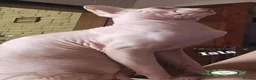 Sphynx cats for sale:  Adult two Male Sphynx Cats – Pets Only - Advert 5