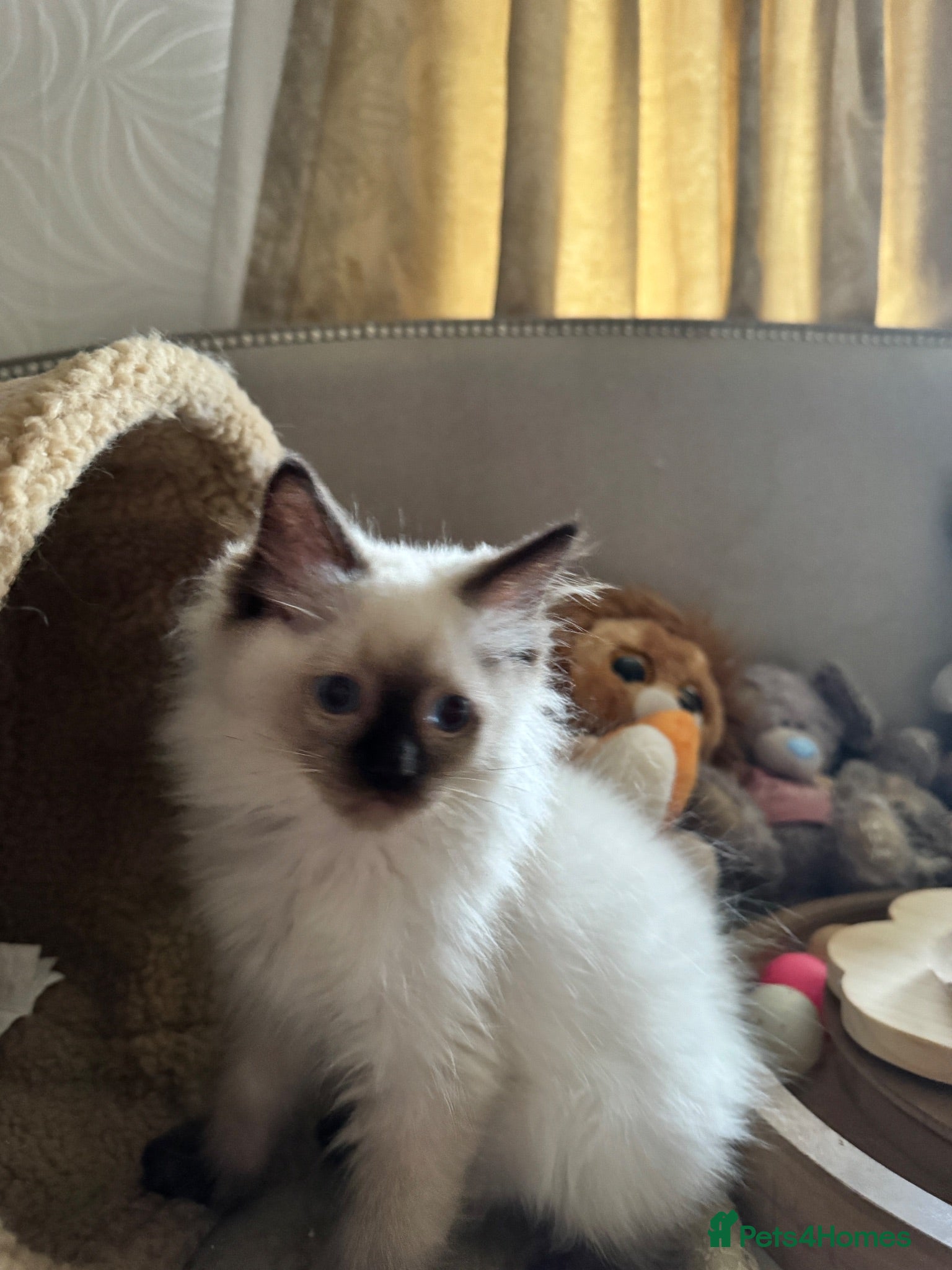 Ragdoll cats Stunning Ragdoll kittens - Advert 1