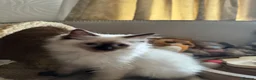 Ragdoll cats for sale: Ragdoll kittens - Advert 21