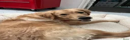 Golden Retriever dogs for sale: 🐾 Gorgeous Golden Retriever for a Loving Home 🐾 in Orpington - Advert 6