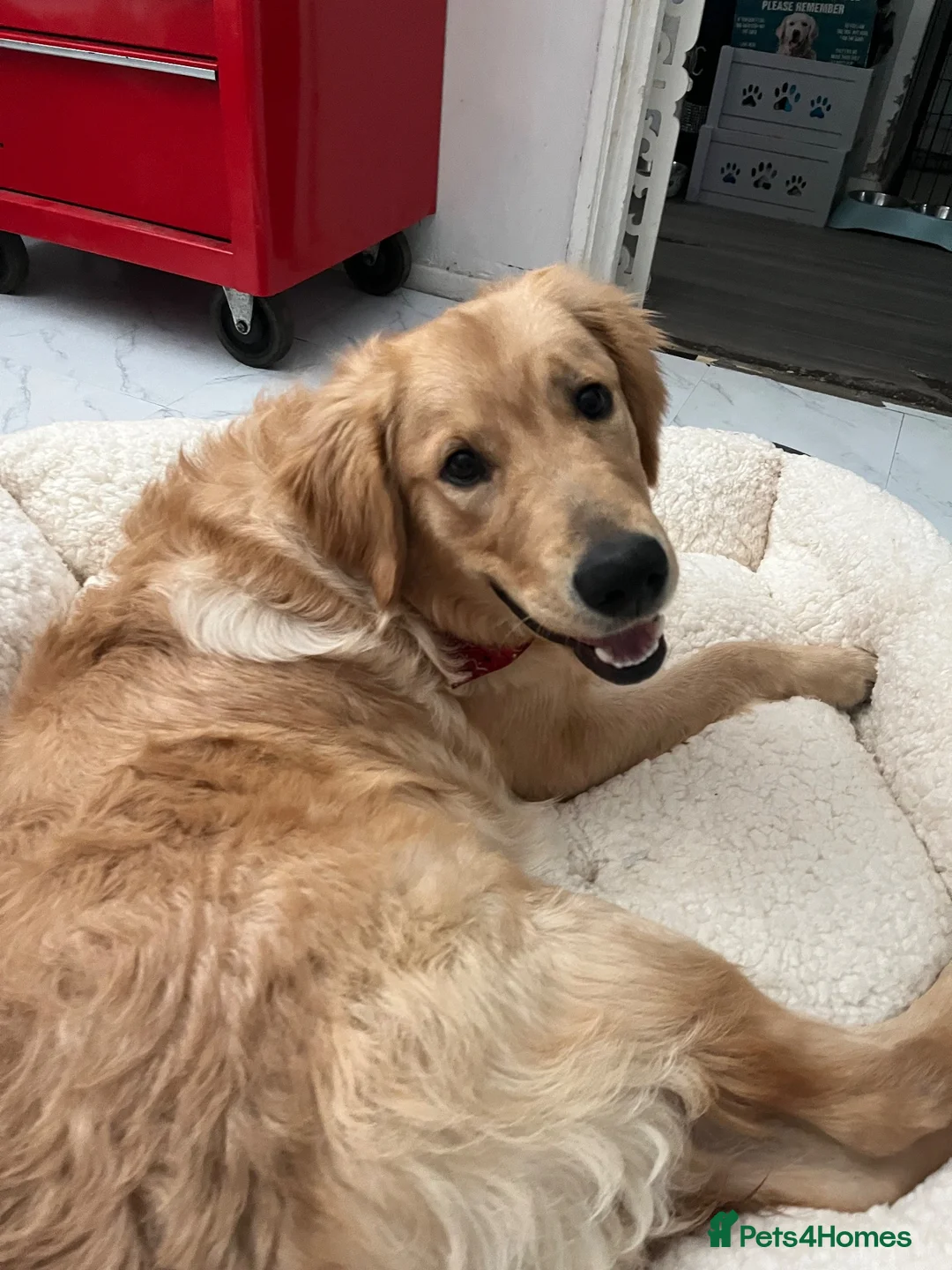 Golden Retriever dogs for sale: 🐾 Gorgeous Golden Retriever for a Loving Home 🐾 in Orpington - Advert 6