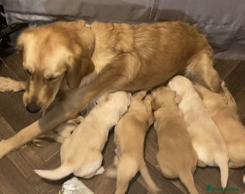 Golden Retriever dogs Golden Retriever Puppies - Advert 1