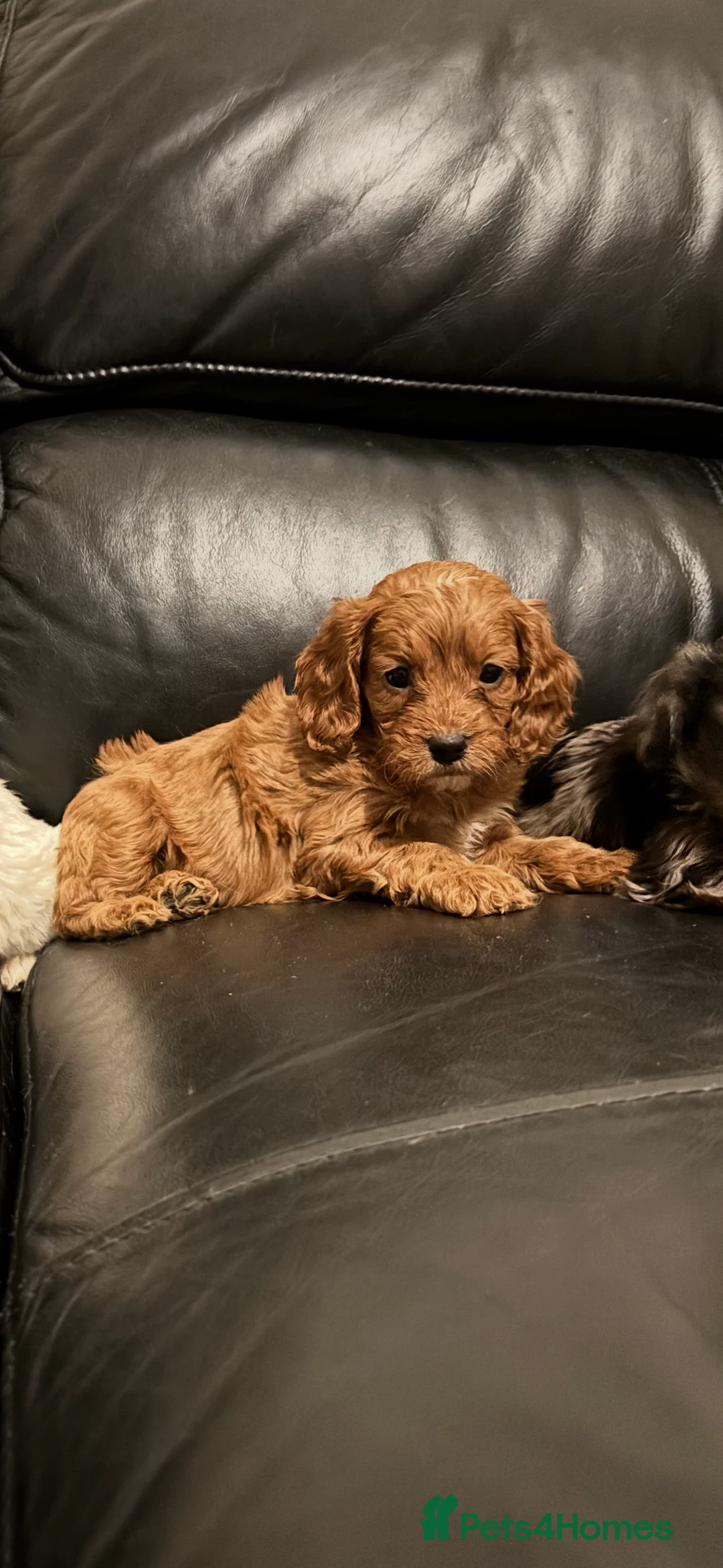 Cavapoo dogs for sale: F1 Cavapoo puppies  - Advert 1