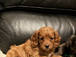 Cavapoo dogs F1 Cavapoo puppies - Advert 2