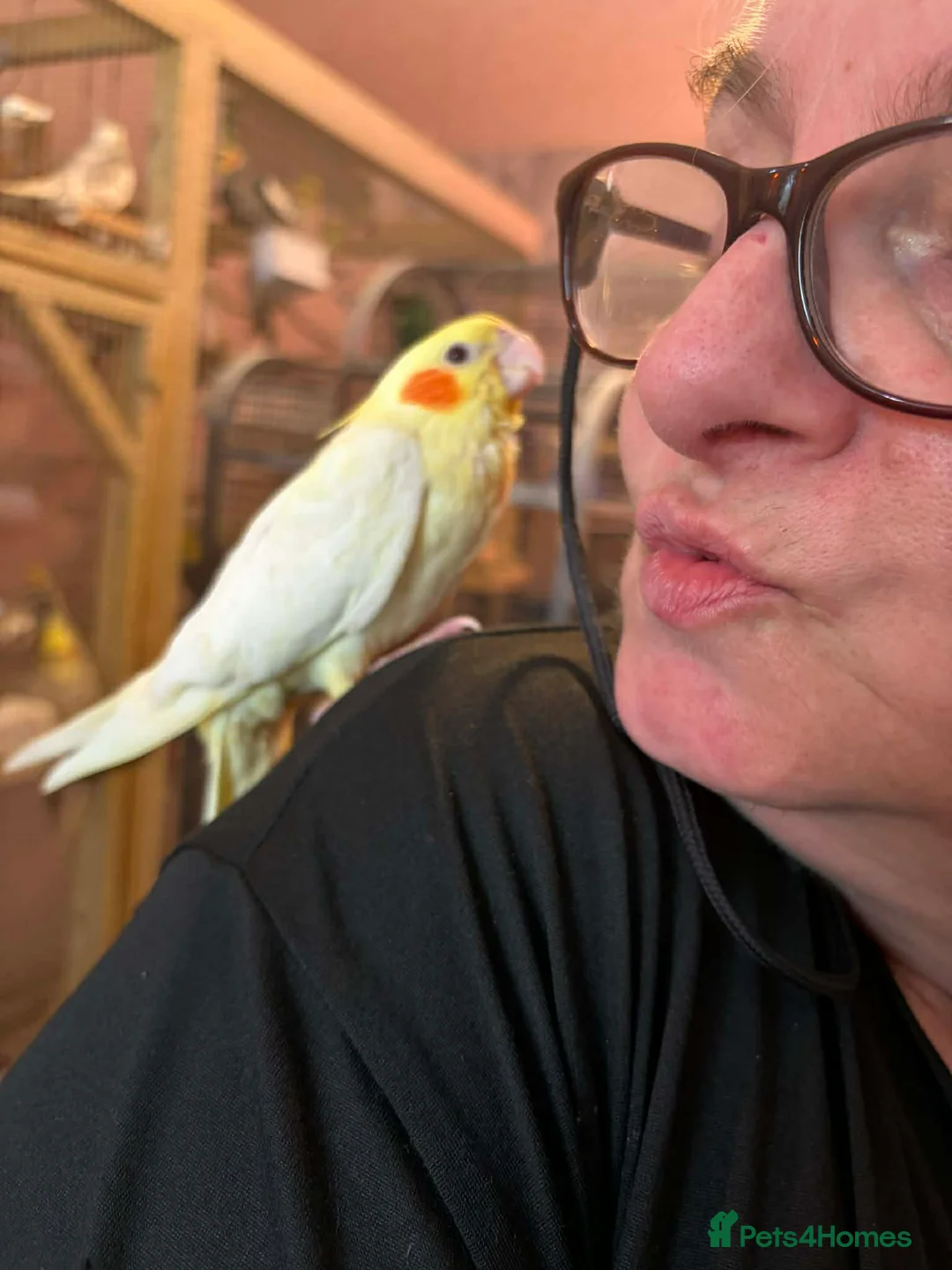 Cockatiels birds for sale: Hand reared baby cockatiels - Advert 1