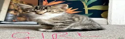 Mixed Breed cats for sale: Kittens - Advert 5