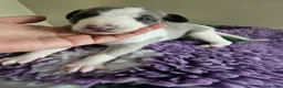 Whippet dogs for sale: Outstanding kc whippet - Advert 15