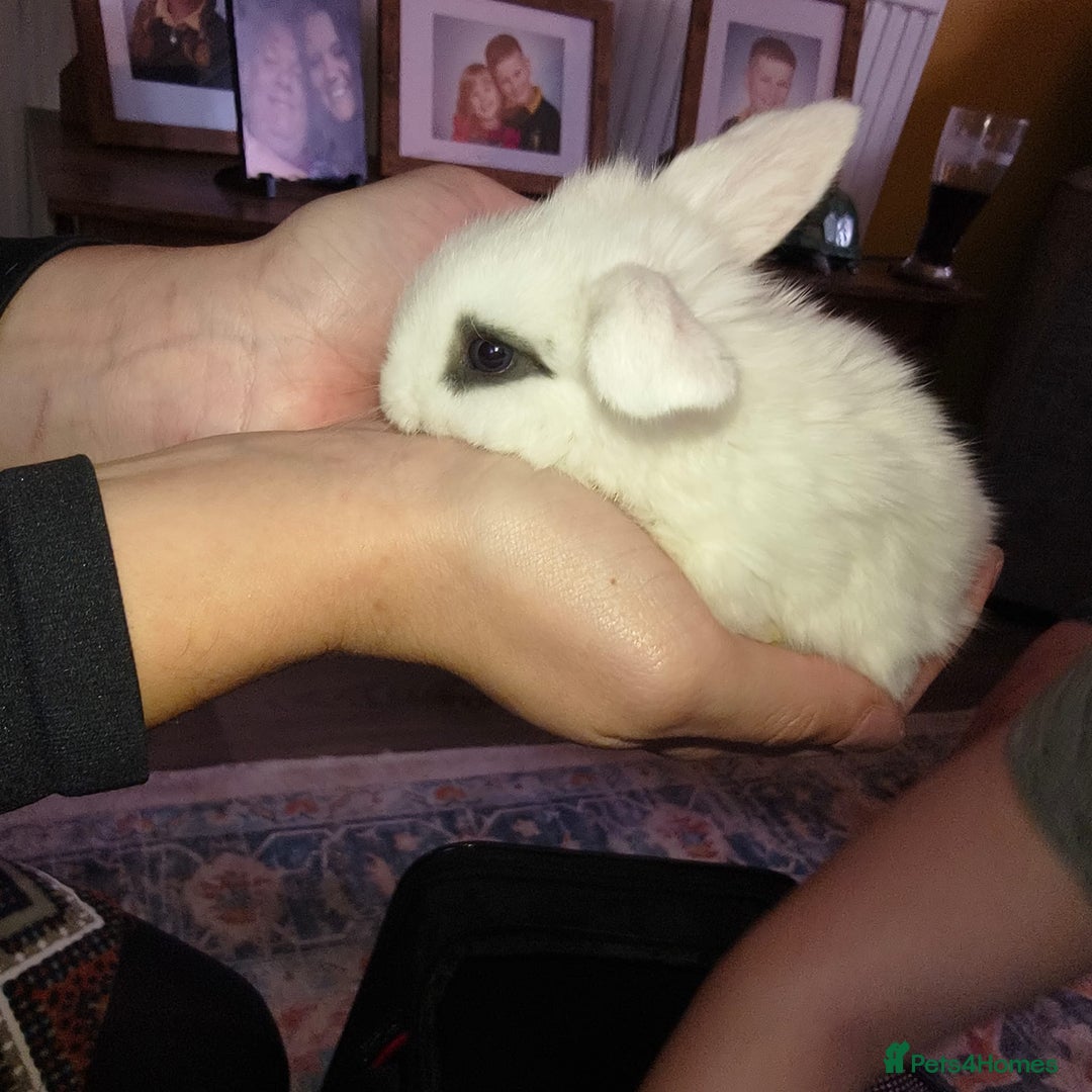 Mini Lop rabbits for sale: Mini lop babies  - Advert 1