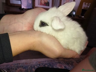 Mini Lop rabbits Mini lop babies - Advert 1