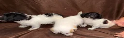 Mixed Breed dogs for sale: Gorgeous Girls Cavajackpoos in Cranleigh - Advert 14