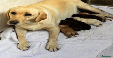 Labrador Retriever dogs - Advert 10