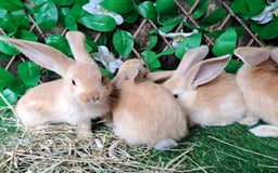 Continental Giant rabbits for sale: PURE Continental Giants Vaccinated 3 in 1 Reserve  - Image 7