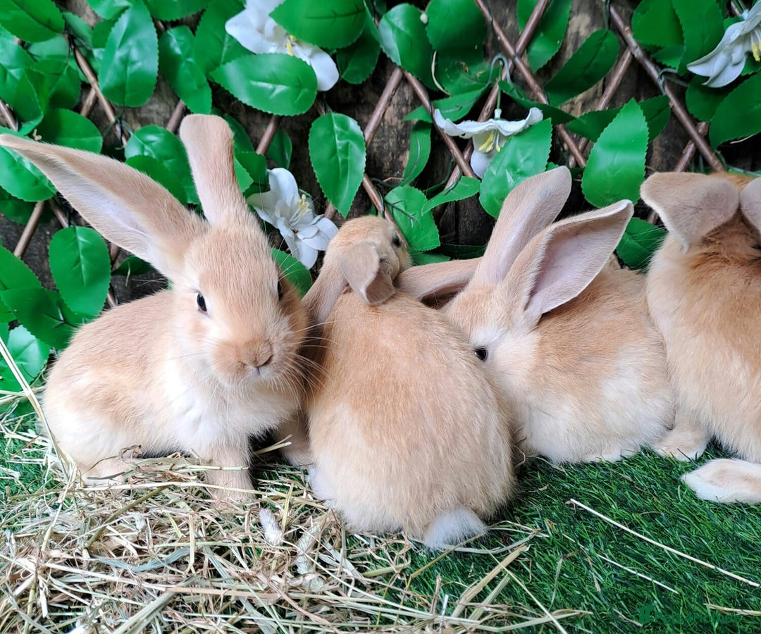 Continental Giant rabbits for sale: PURE Continental Giants Vaccinated 3 in 1 Reserve  - Image 7