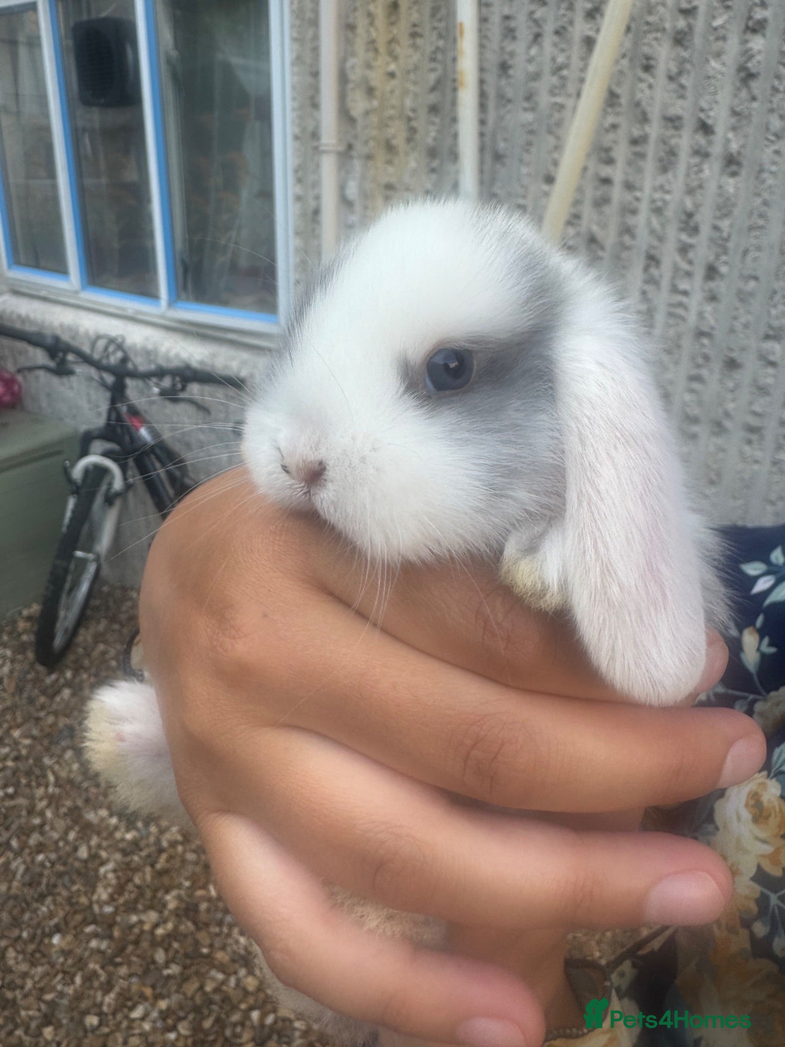 Mini Lop rabbits Baby mini lops and lion heads  - Advert 12