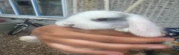 Mini Lop rabbits for sale: Baby mini lops and lion heads  - Advert 1