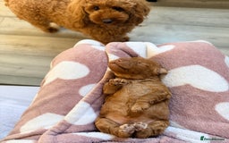 Miniature Poodle dogs for sale: Kc reg mini poodle 5 generation pedigree - Advert 10